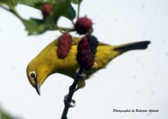 Zosterops senegalensis