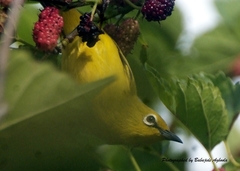 Zosterops senegalensis