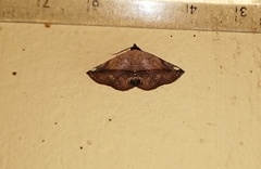 Eublemma abrupta