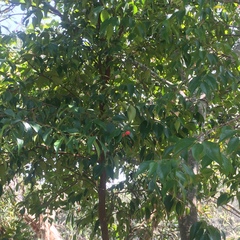 Syzygium luehmannii