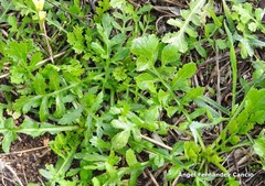 Diplotaxis catholica