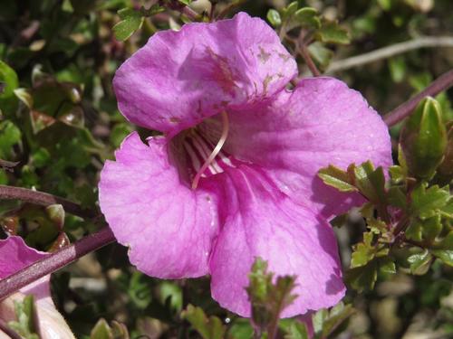 Buttonia