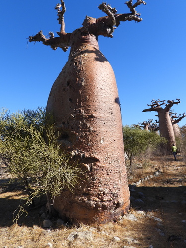 Adansonia grandidieri