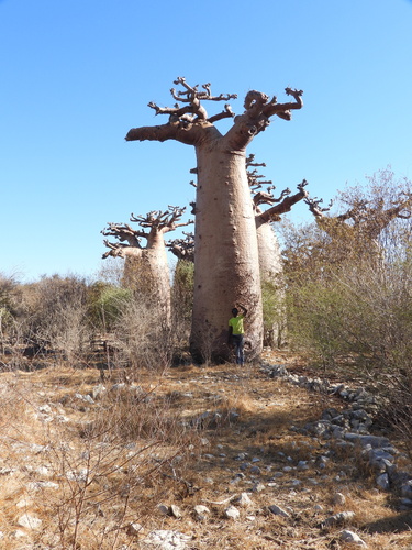 Adansonia grandidieri