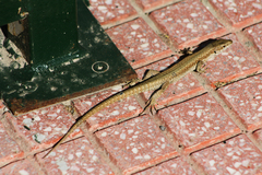 Podarcis muralis