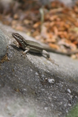 Podarcis muralis