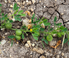 Medicago scutellata