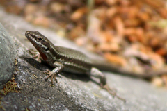 Podarcis muralis