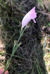 Agalinis linifolia