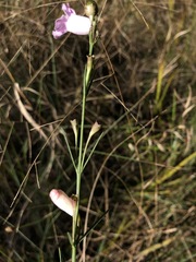 Agalinis linifolia