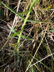 Agalinis linifolia