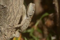 Sceloporus lundelli