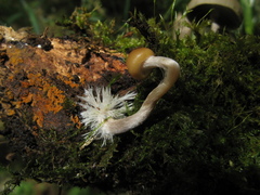 Psilocybe aztecorum