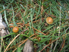 Psilocybe aztecorum