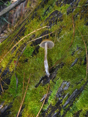 Psilocybe aztecorum