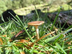 Psilocybe aztecorum
