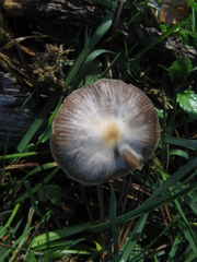 Psilocybe aztecorum