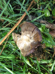 Psilocybe aztecorum