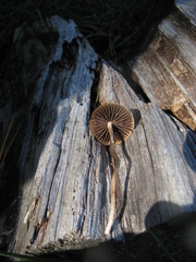 Psilocybe aztecorum