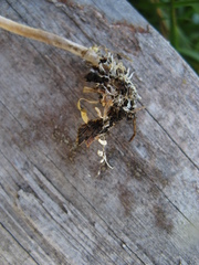 Psilocybe aztecorum