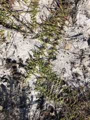 Eremochloa ophiuroides