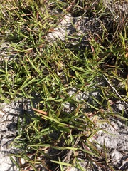 Eremochloa ophiuroides