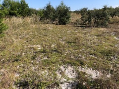 Eremochloa ophiuroides