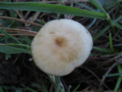 Psilocybe aztecorum