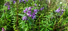 Angelonia angustifolia