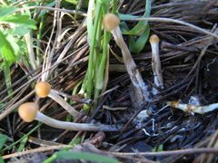 Psilocybe aztecorum