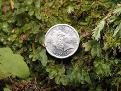 Symphyogyna hymenophyllum