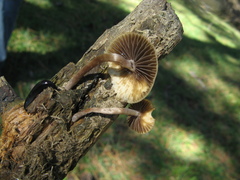 Psilocybe aztecorum