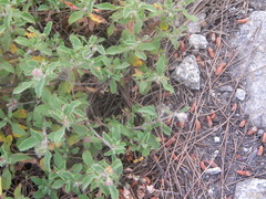 Ablepharus kitaibelii