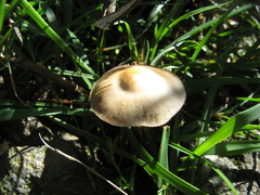 Psilocybe aztecorum