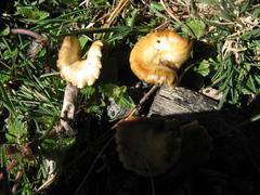 Psilocybe aztecorum