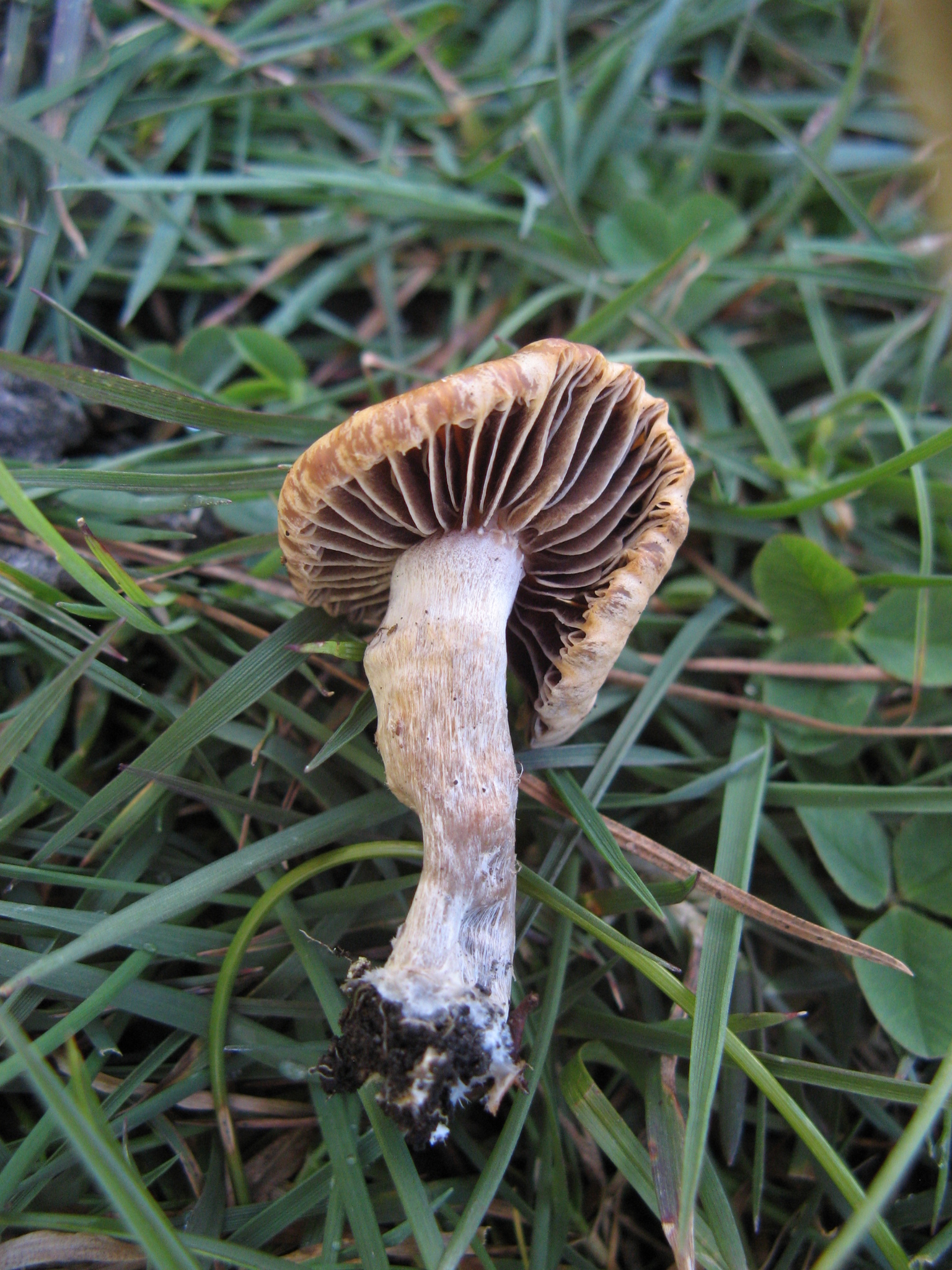 Psilocybe aztecorum image