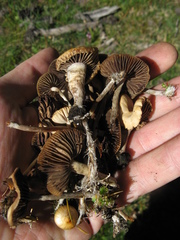 Psilocybe aztecorum
