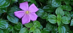 Dissotis princeps
