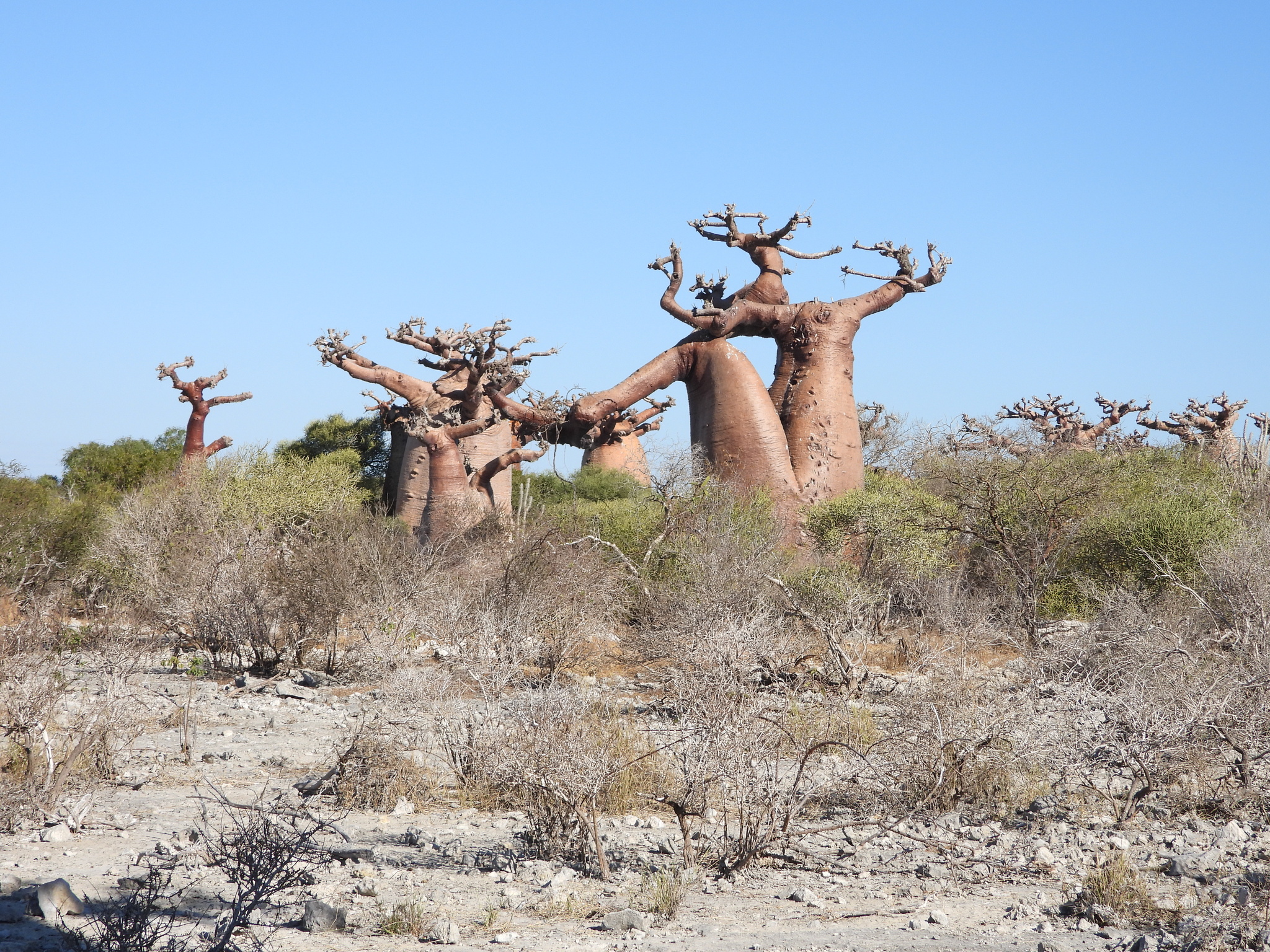 Grandidier's Baobab (Adansonia grandidieri)