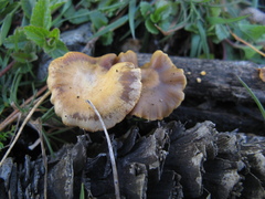 Psilocybe aztecorum