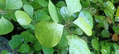 Ficus deltoidea