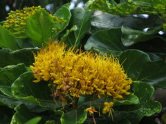 Deplanchea tetraphylla