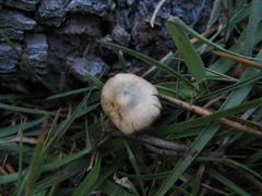 Psilocybe aztecorum