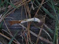 Psilocybe aztecorum