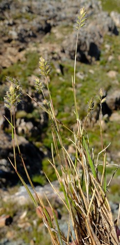 Tribolium brachystachyum