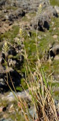 Tribolium brachystachyum