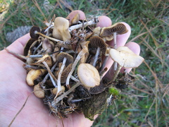 Psilocybe aztecorum