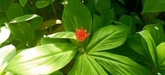Costus productus