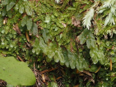 Symphyogyna hymenophyllum