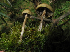 Psilocybe aztecorum